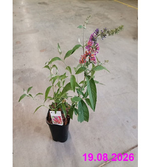 Buddleja dav. 'Flower Power' C 1,4 L